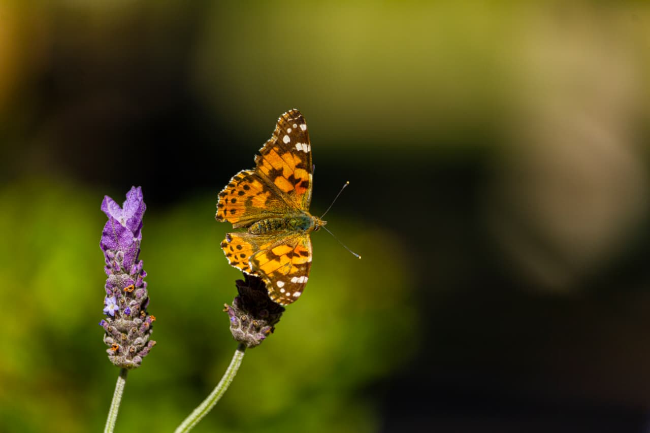 Painted Lady