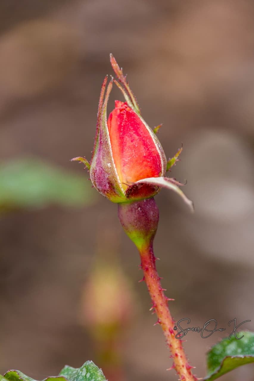 First Bloom