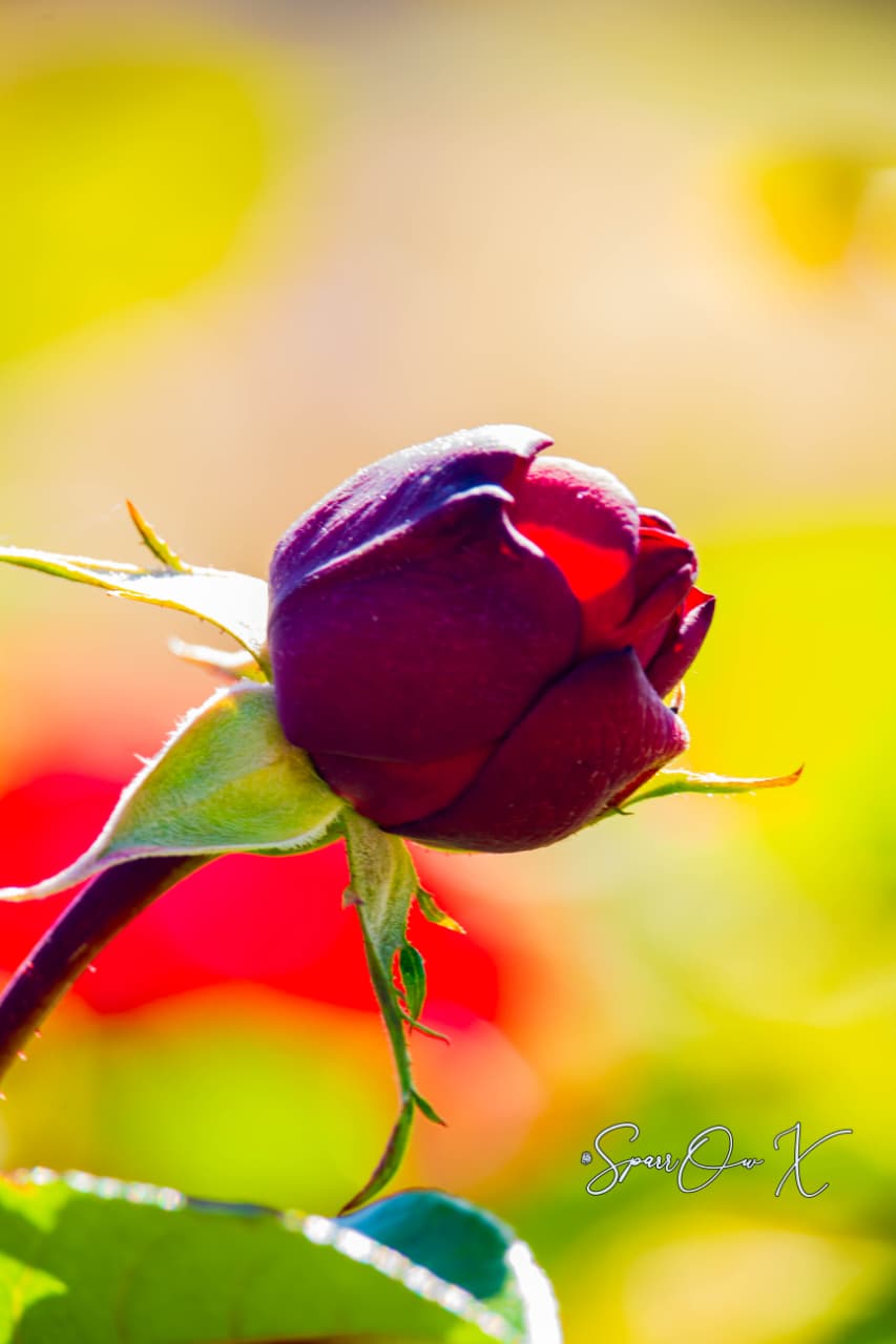 Crimson Bud