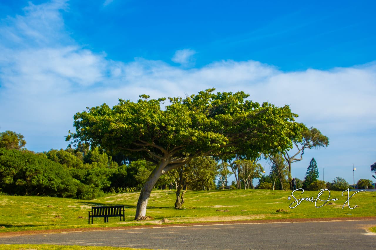 Lone Bench