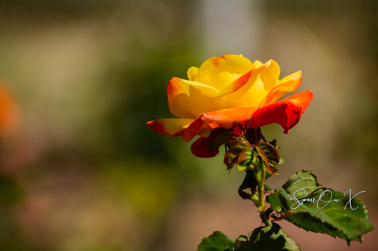 Sunfire Rose