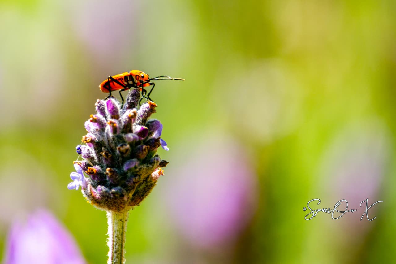 Lavender Visitor