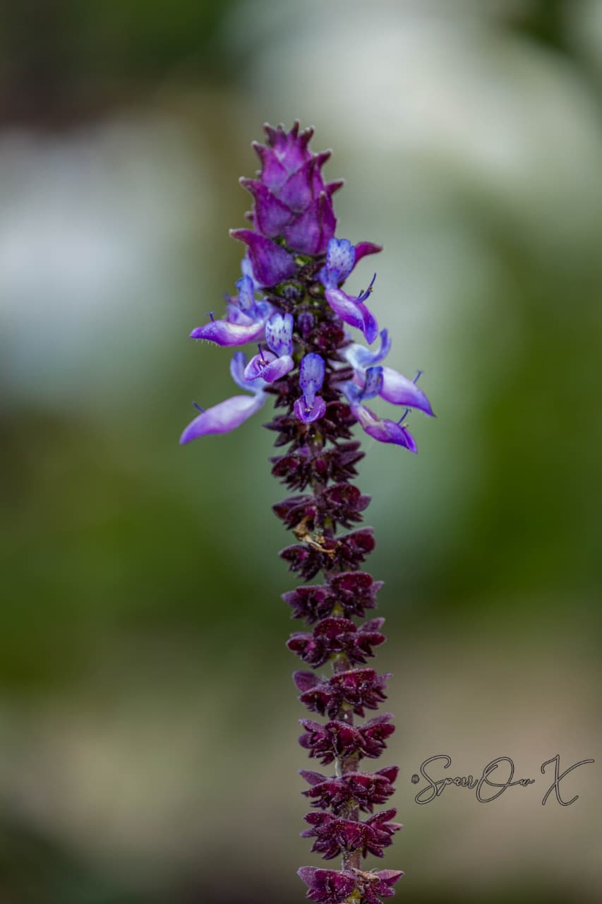 Spire of Violet