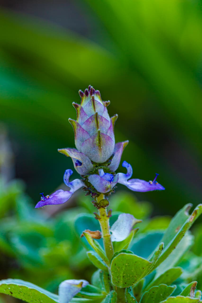 Quiet Bloom