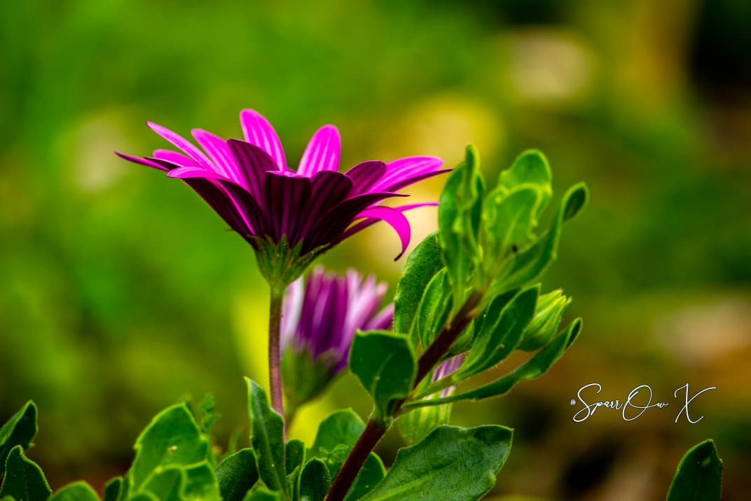 Purple Daisy