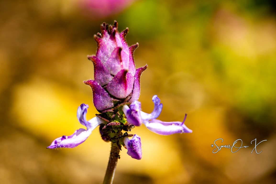 Violet Bloom