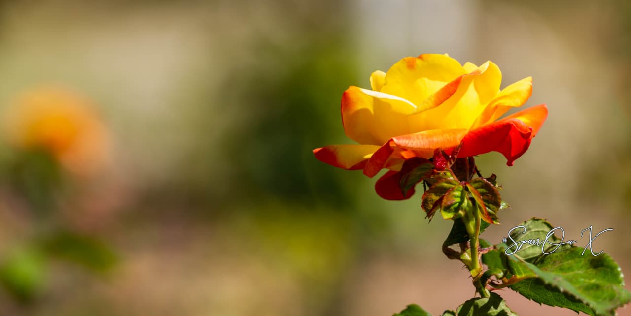 Sunlit Rose