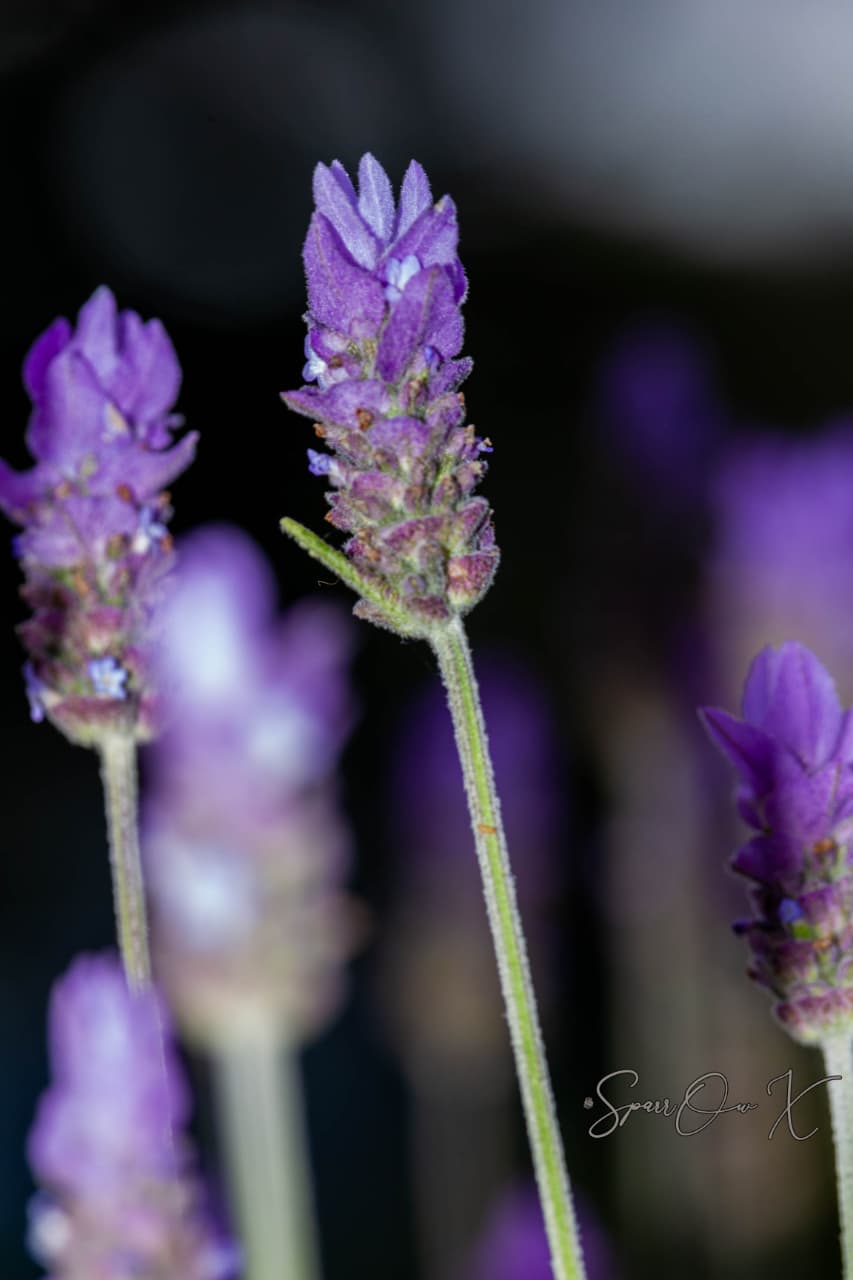 Lavender Light