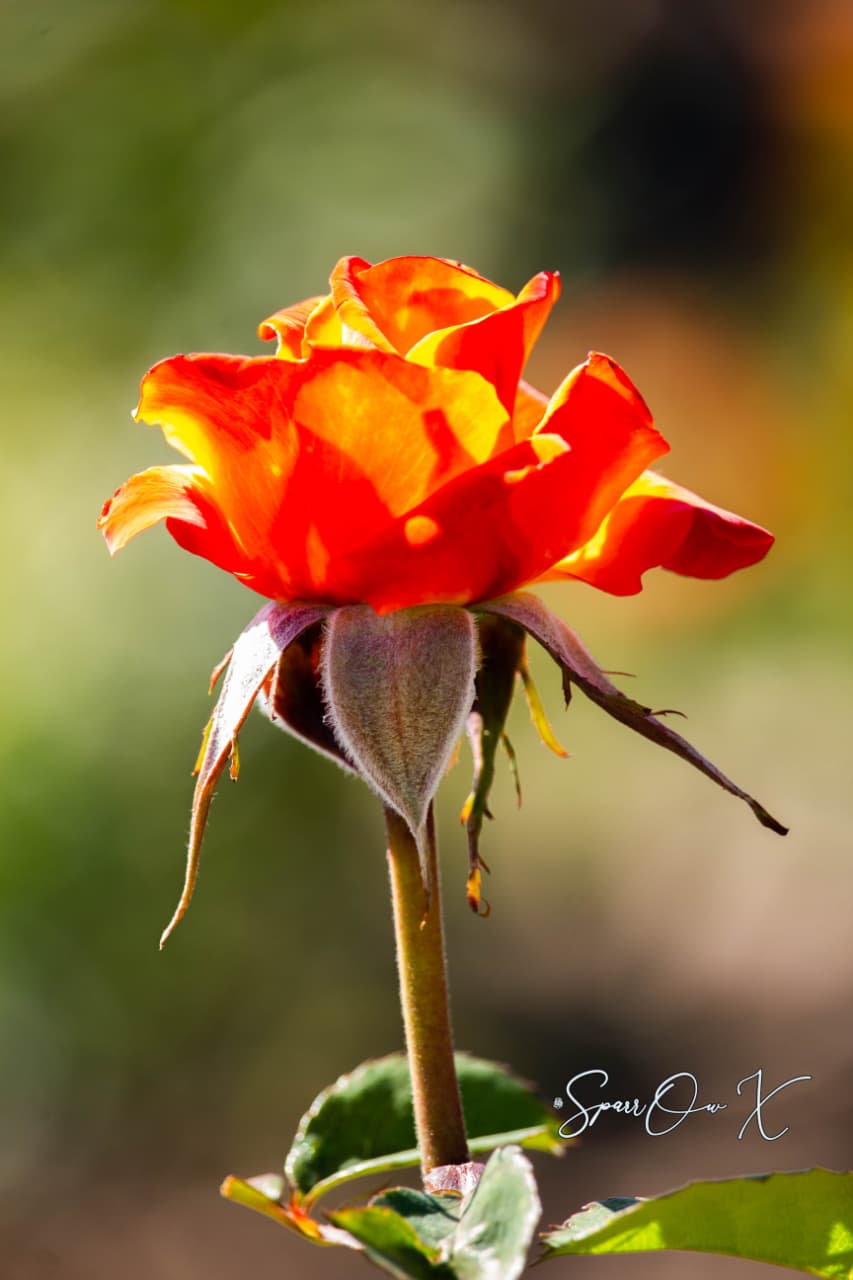 Ember Rose