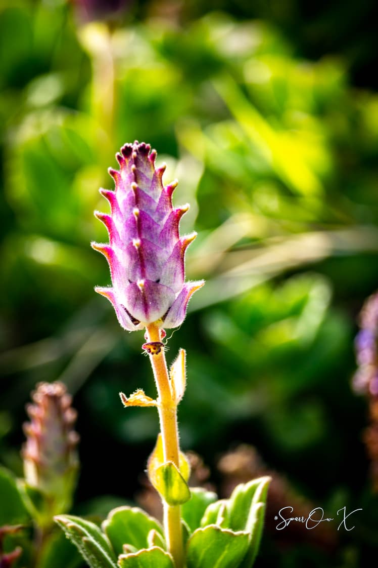 Lavender Spire
